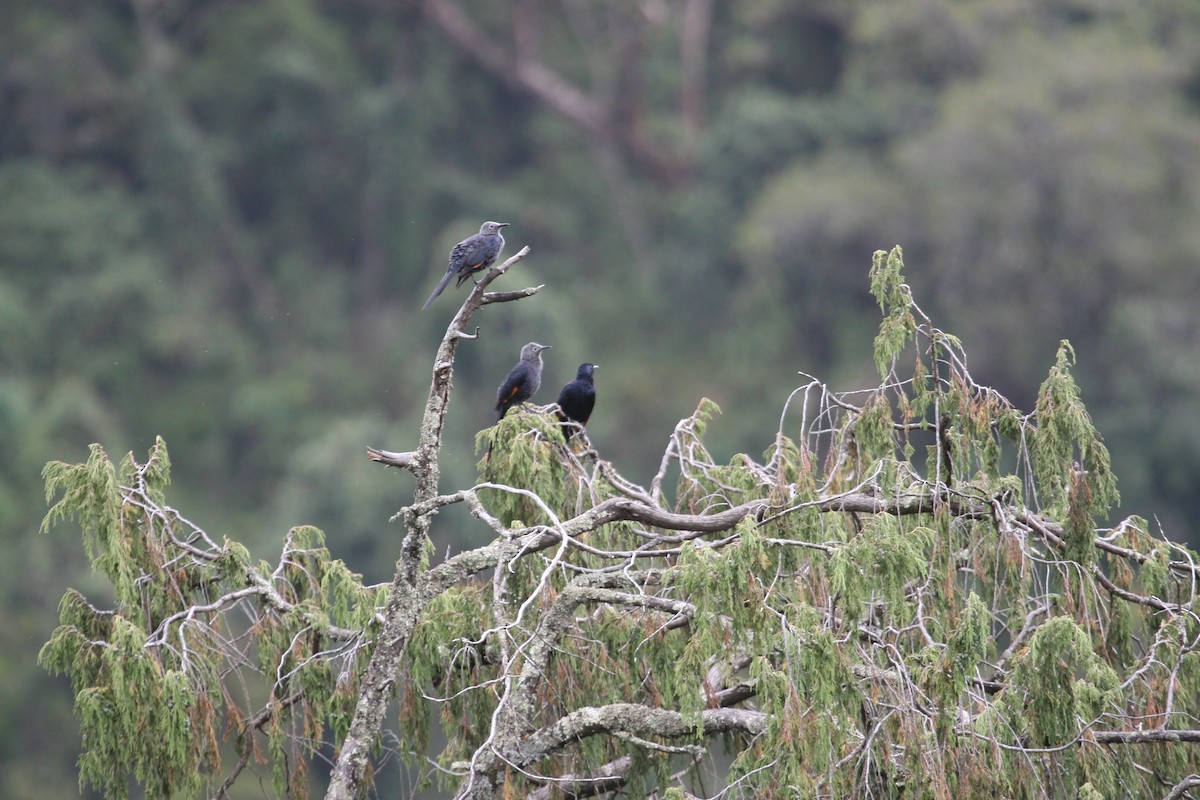 Slender-billed Starling - ML647101029
