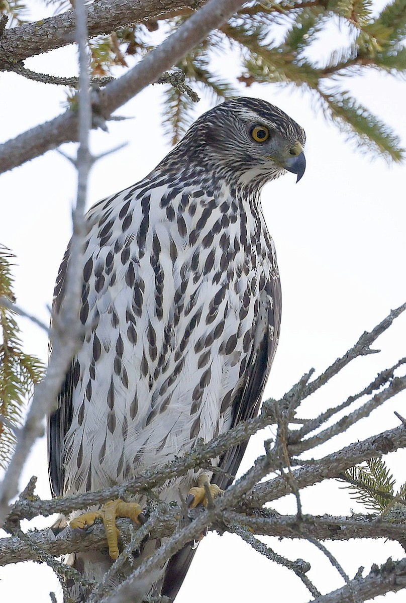 American Goshawk - ML647101039