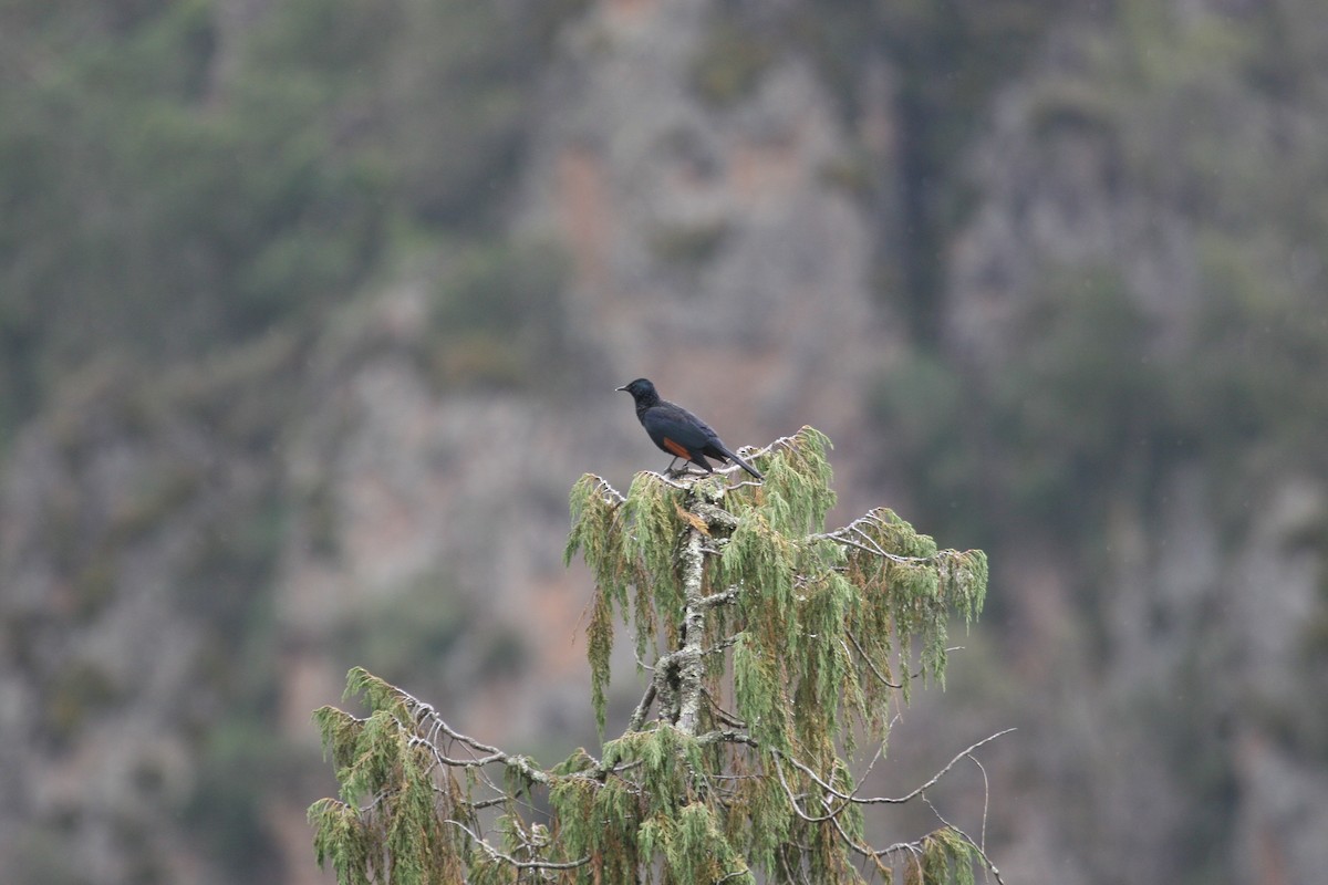 Slender-billed Starling - ML647101042