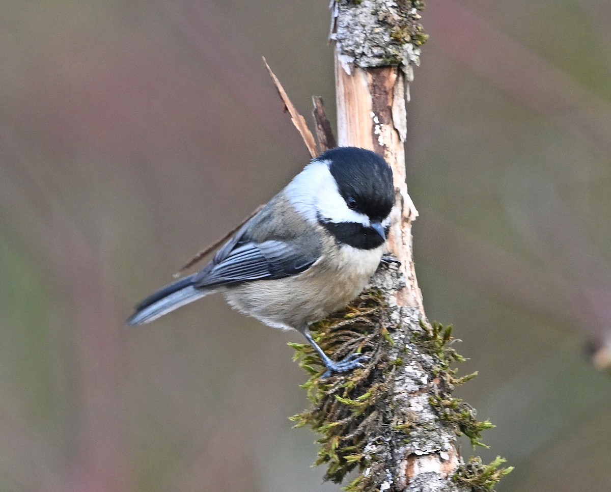 Гаїчка світлокрила - ML647101043
