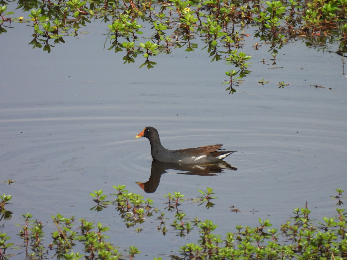 Курочка латиноамериканська - ML647101045