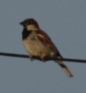 Gorrión Común - ML647101054