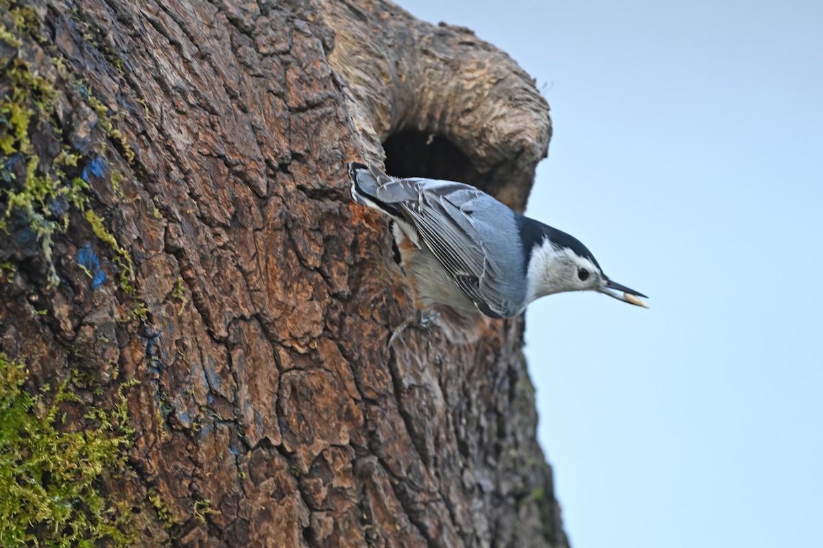 White-breasted Nuthatch - ML647101056