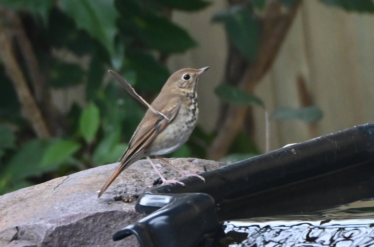 Hermit Thrush - ML647101057