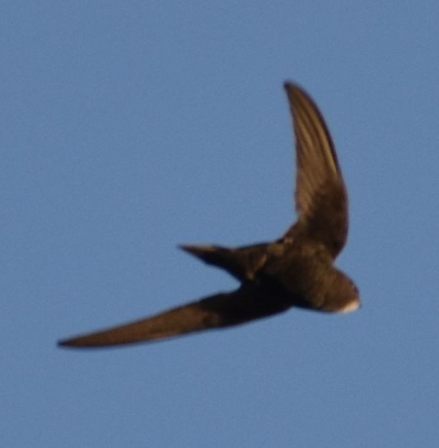 Mauersegler - ML647101062