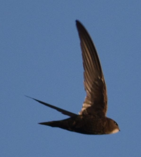 Mauersegler - ML647101063