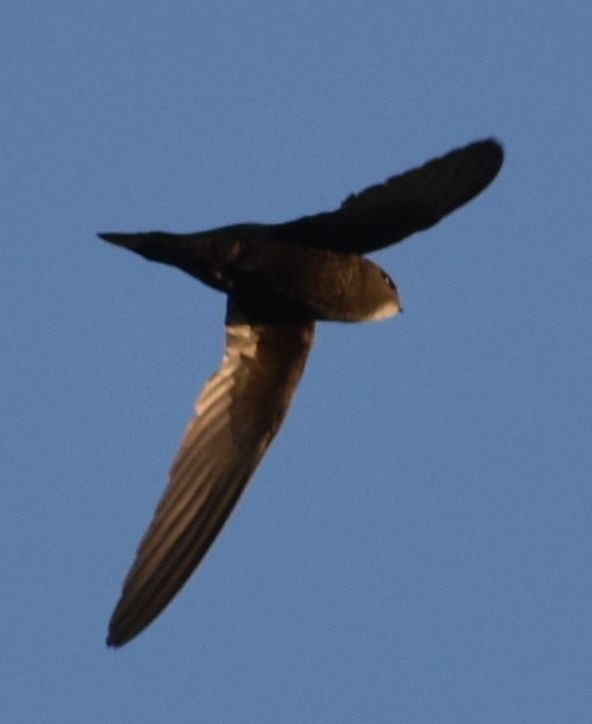 Mauersegler - ML647101064