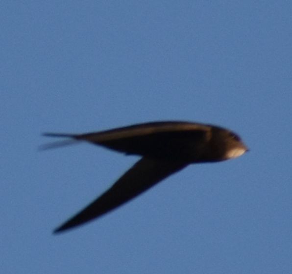 Mauersegler - ML647101065