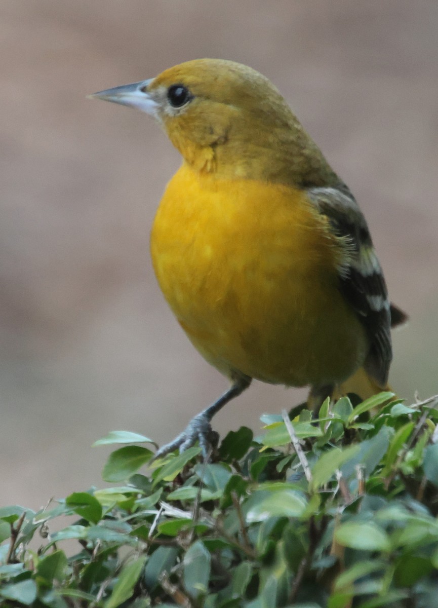 Baltimoretrupial - ML647101066