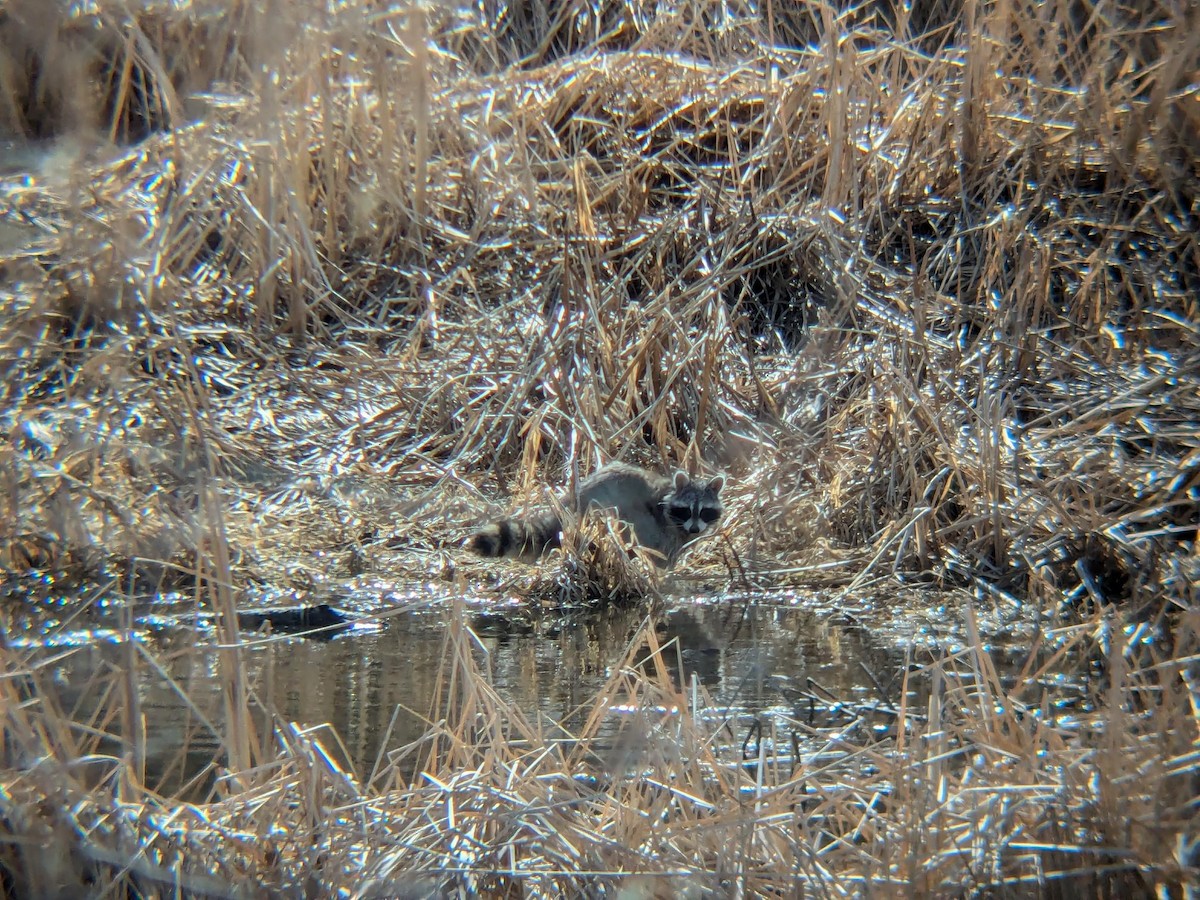 Waschbär - ML647101068