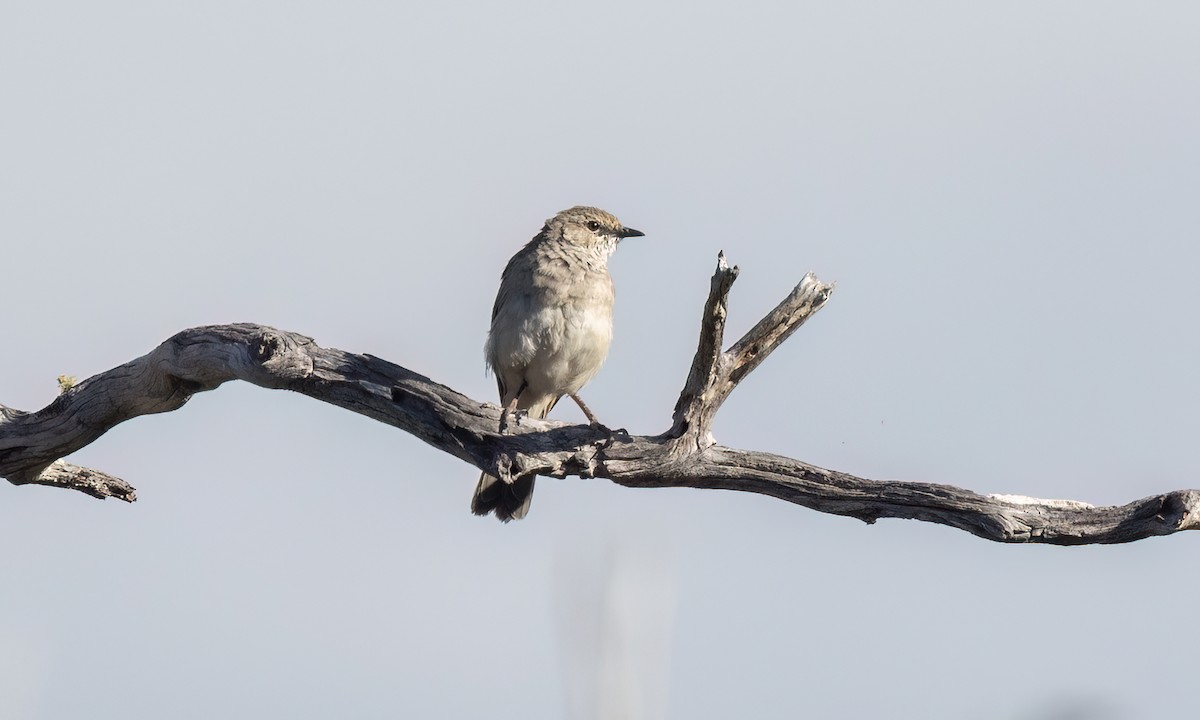 Avustalya Şakıcı Sinekkapanı - ML647101070