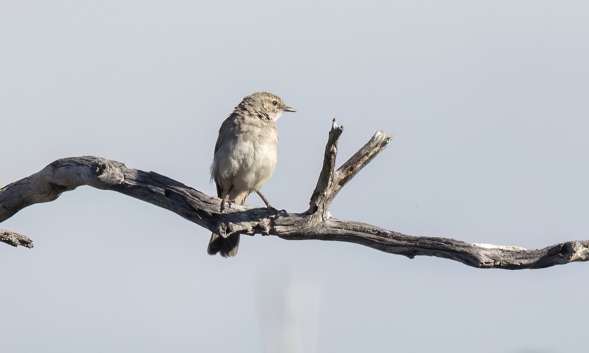 Avustalya Şakıcı Sinekkapanı - ML647101072