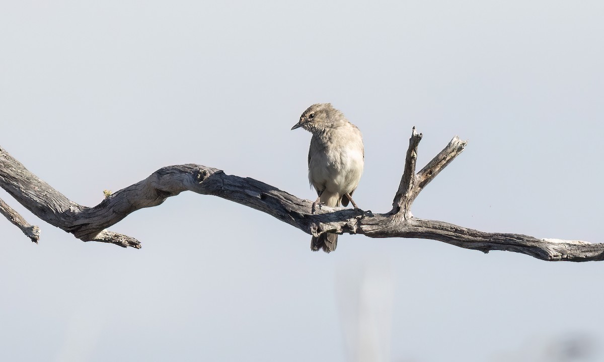 Avustalya Şakıcı Sinekkapanı - ML647101073