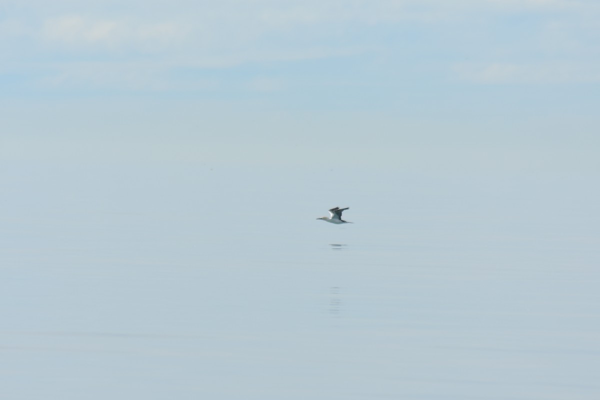 Alcatraz Atlántico - ML647101077