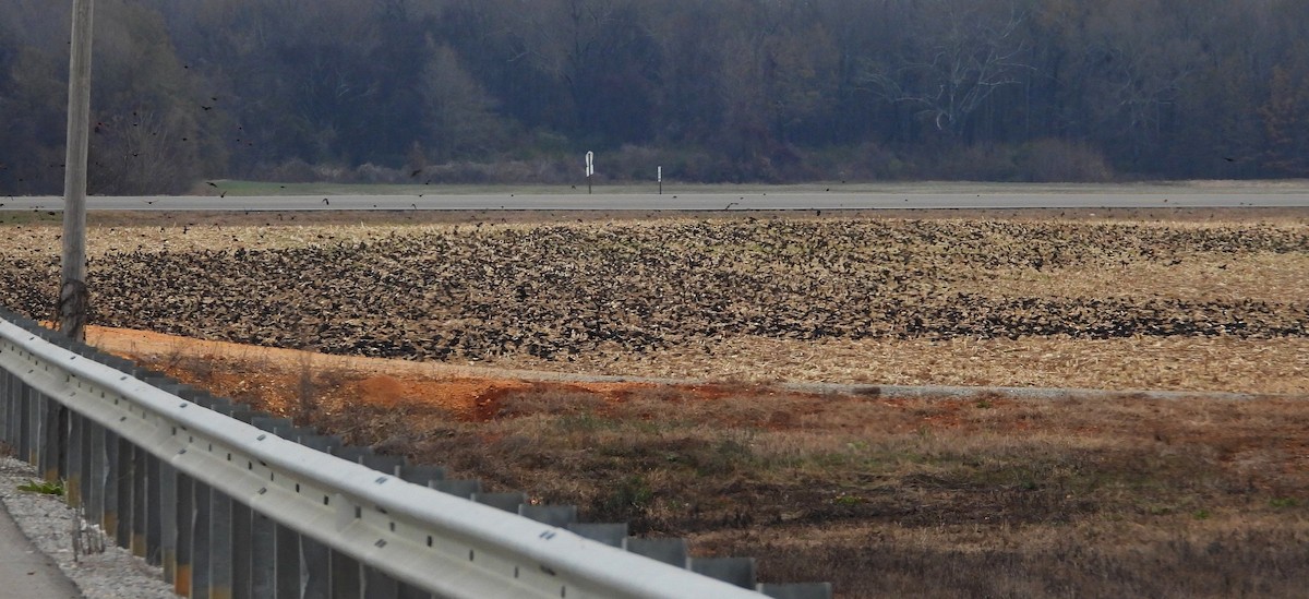 Красноплечий трупиал - ML647101084