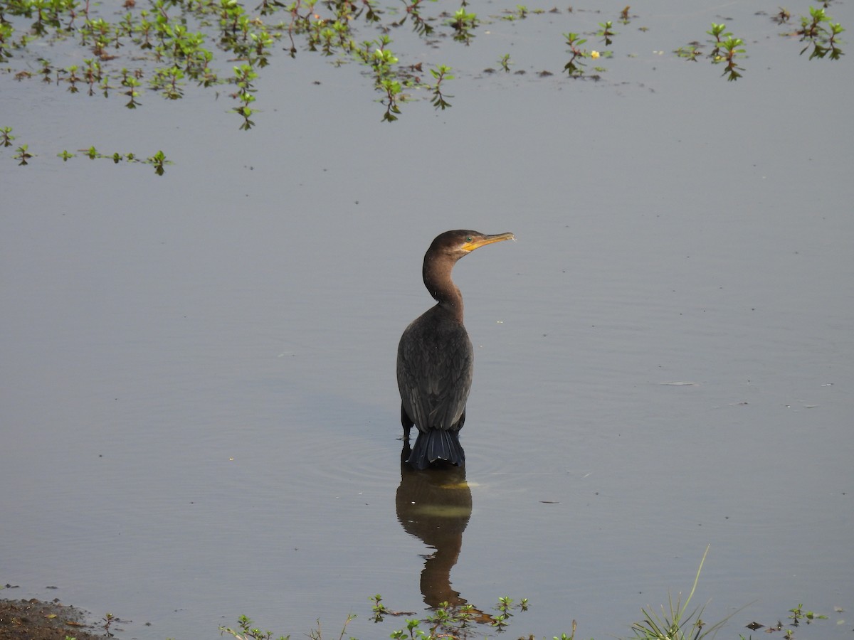 flodskarv - ML647101085