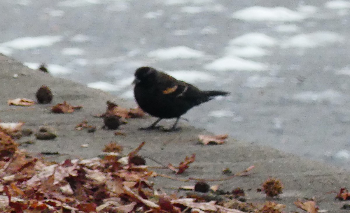 Красноплечий трупиал - ML647101088