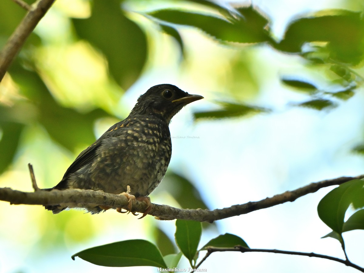 Andean Slaty Thrush - ML647101089