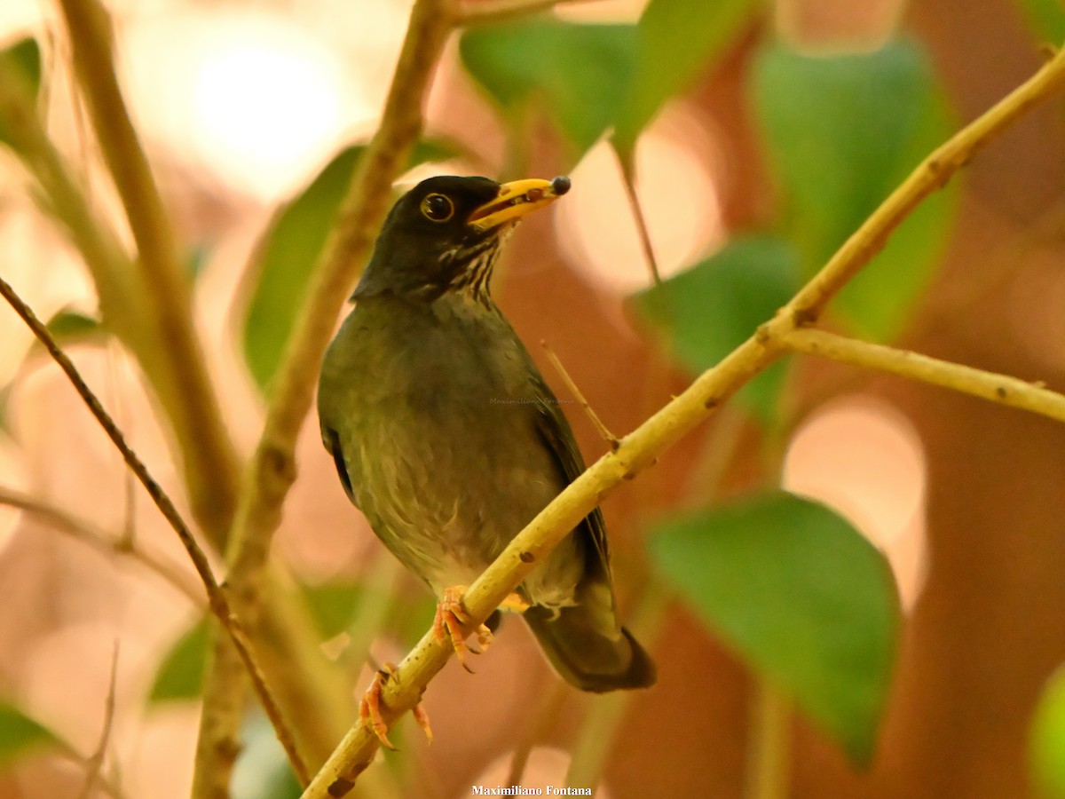 Andean Slaty Thrush - ML647101091