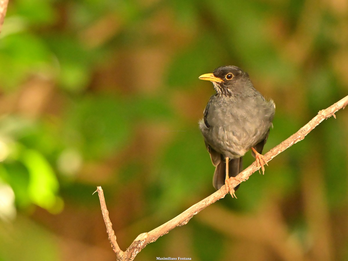 Andean Slaty Thrush - ML647101092