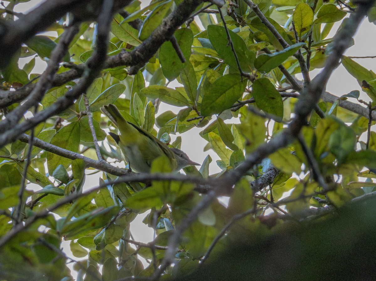 Gelbflankenvireo - ML647101093