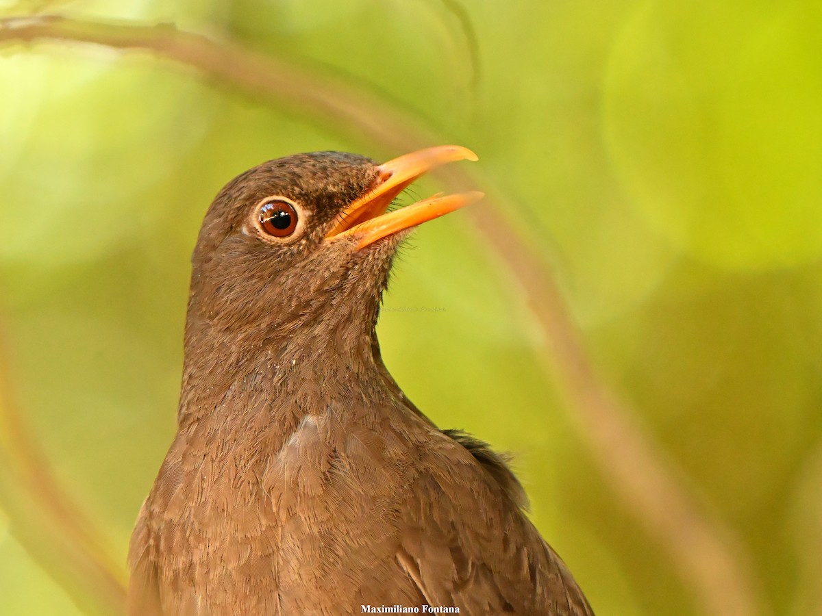Chiguanco Thrush - ML647101104