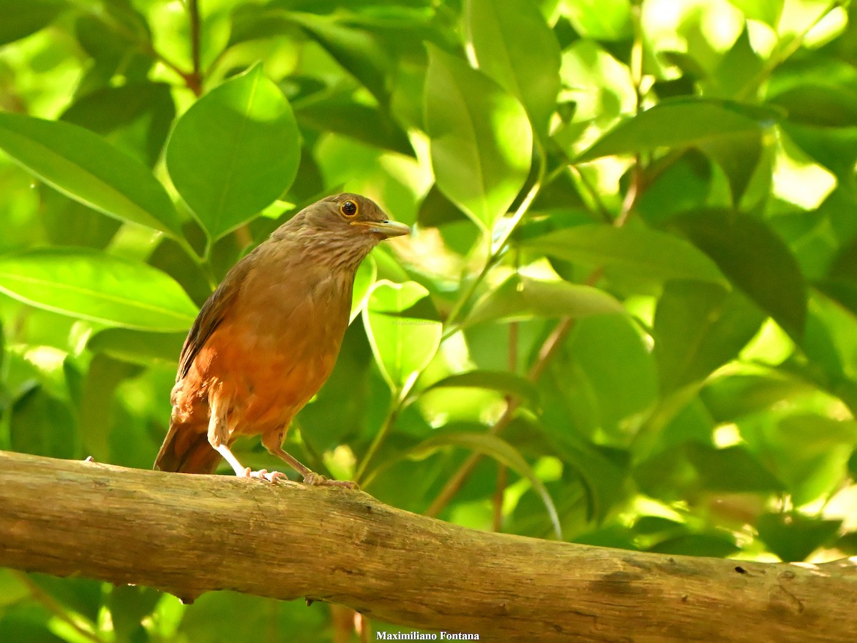 drozd rezavobřichý - ML647101113