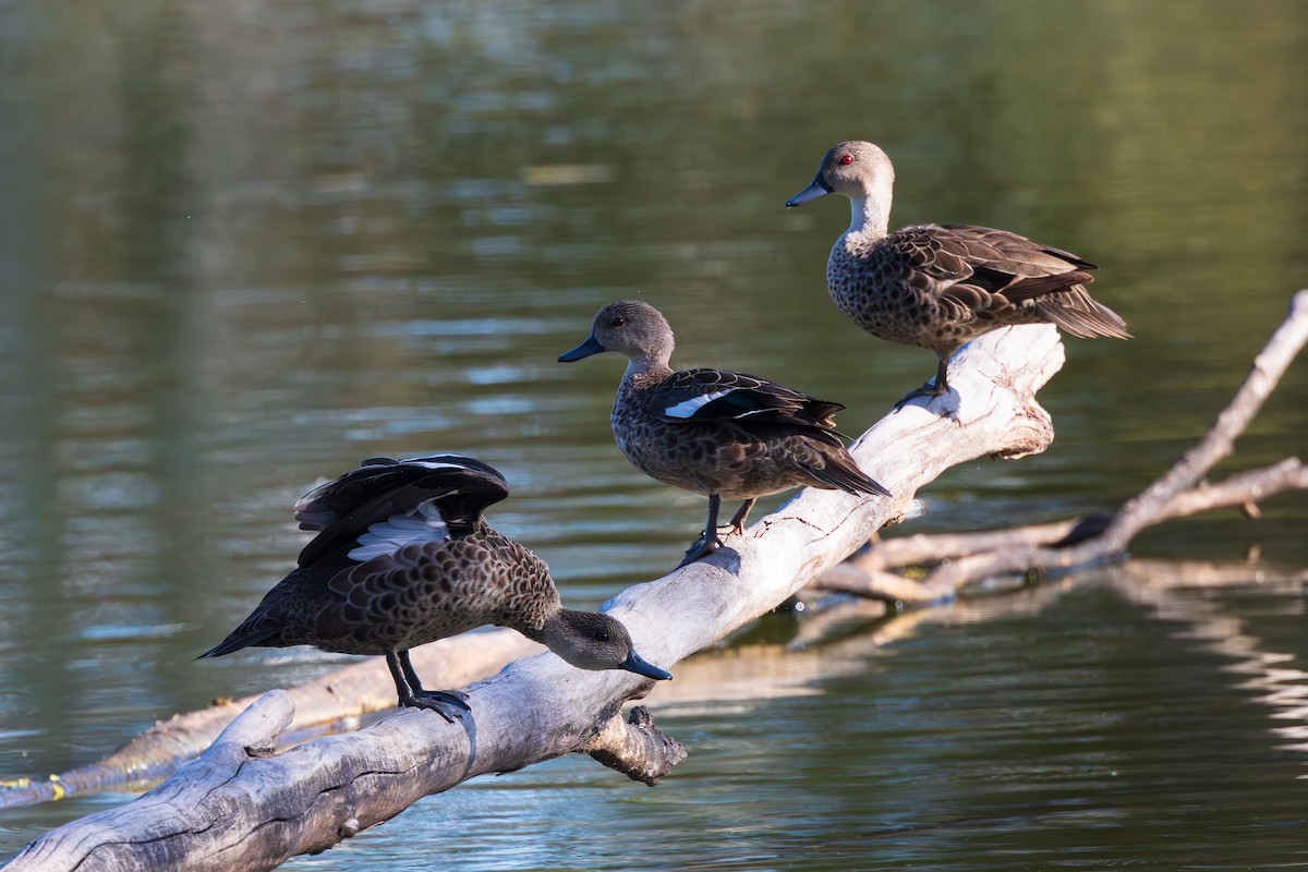 Australente - ML647101119