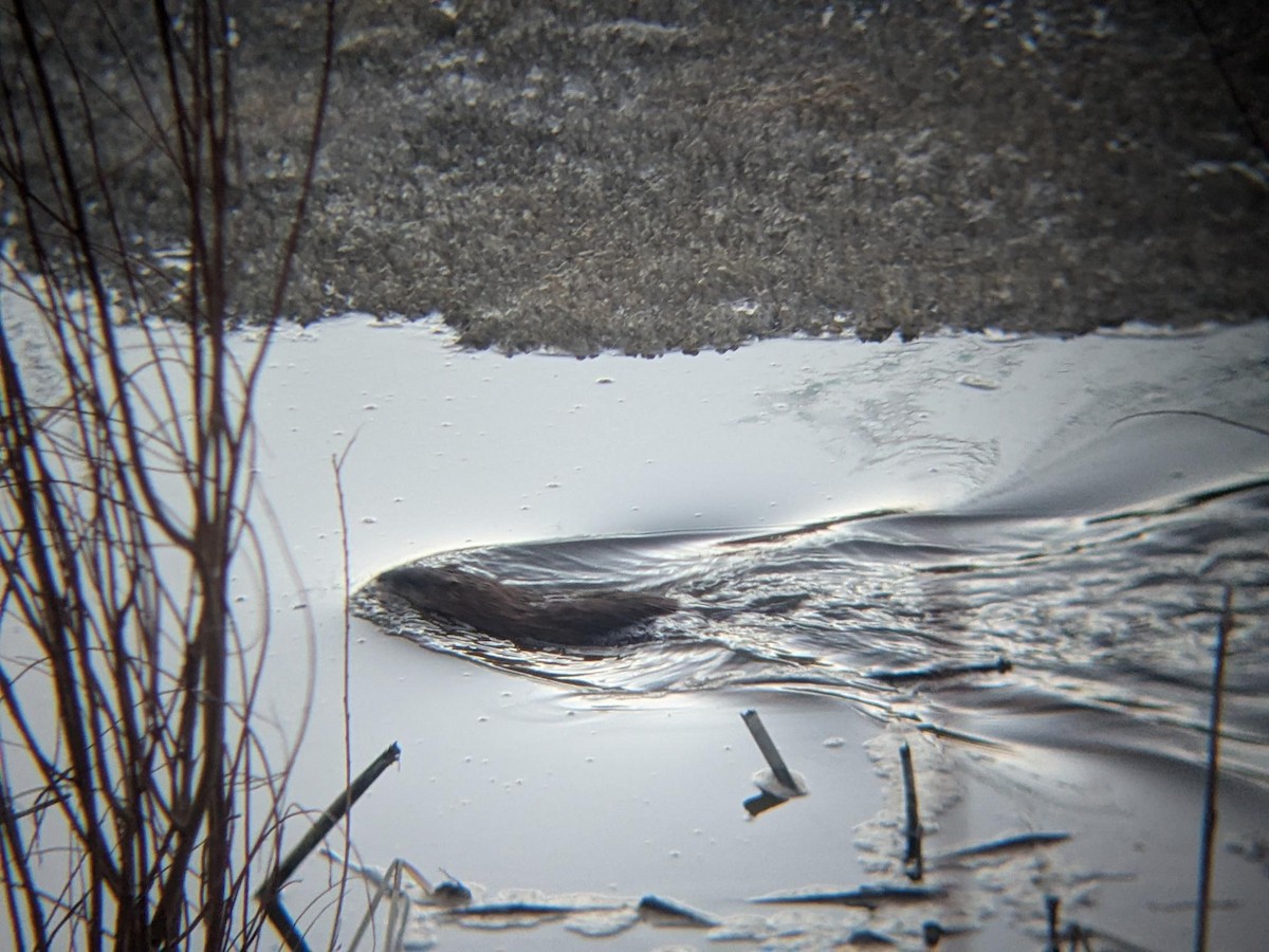 Kanadischer Biber - ML647101121