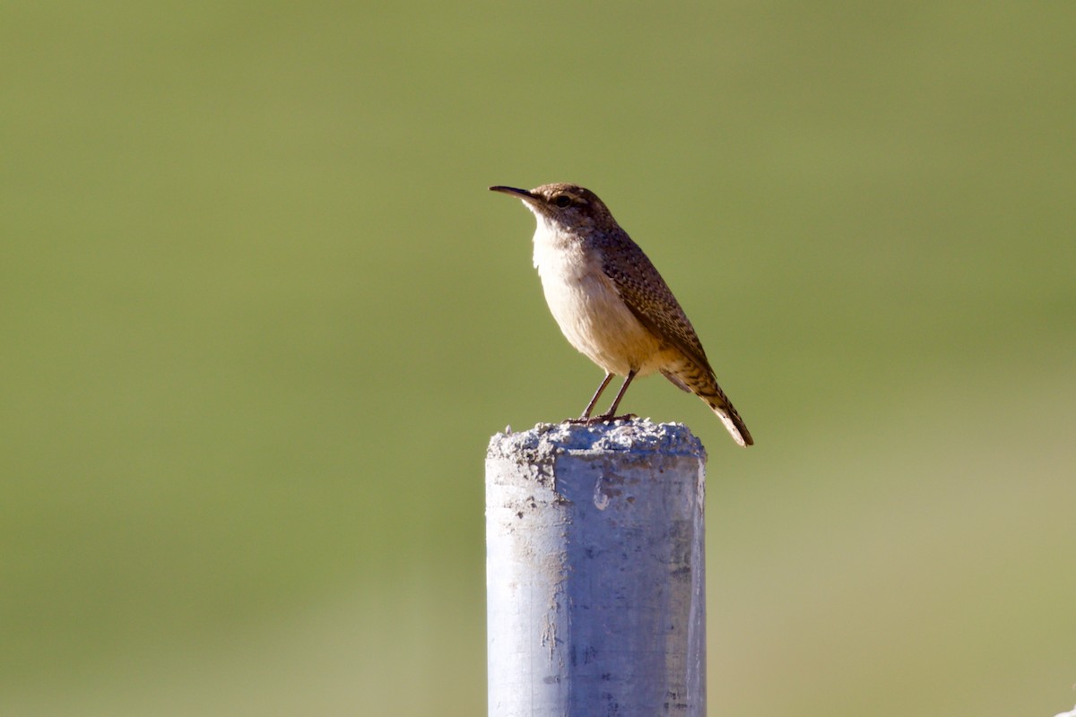 Rock Wren - ML647101124