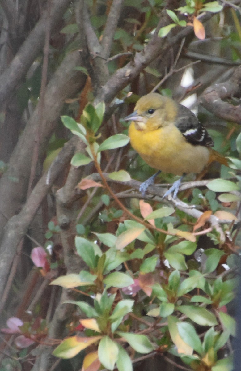 Baltimoretrupial - ML647101131