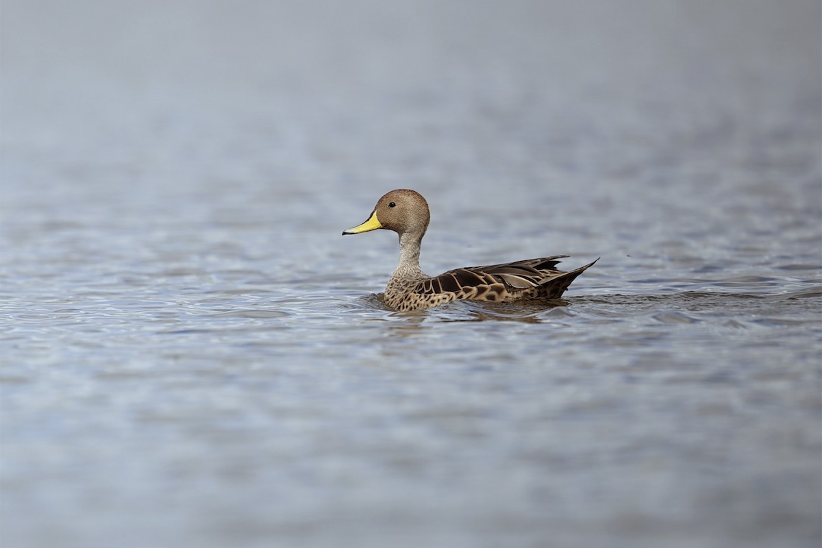 ostralka žlutozobá - ML647101132