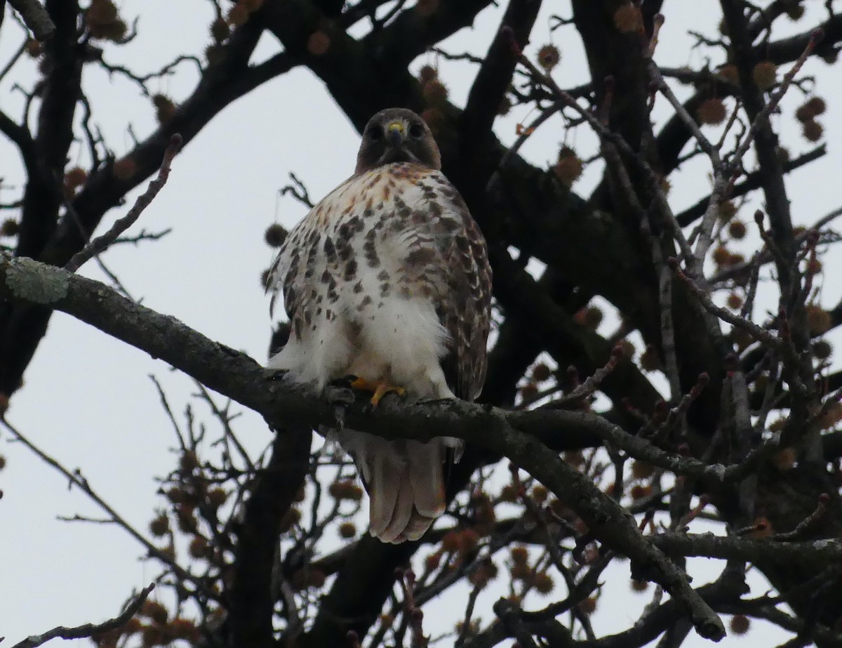 Busardo Colirrojo - ML647101139