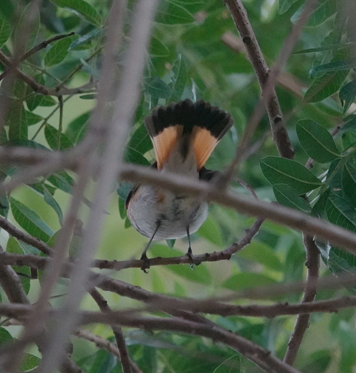 Горихвостковая древесница - ML647101140