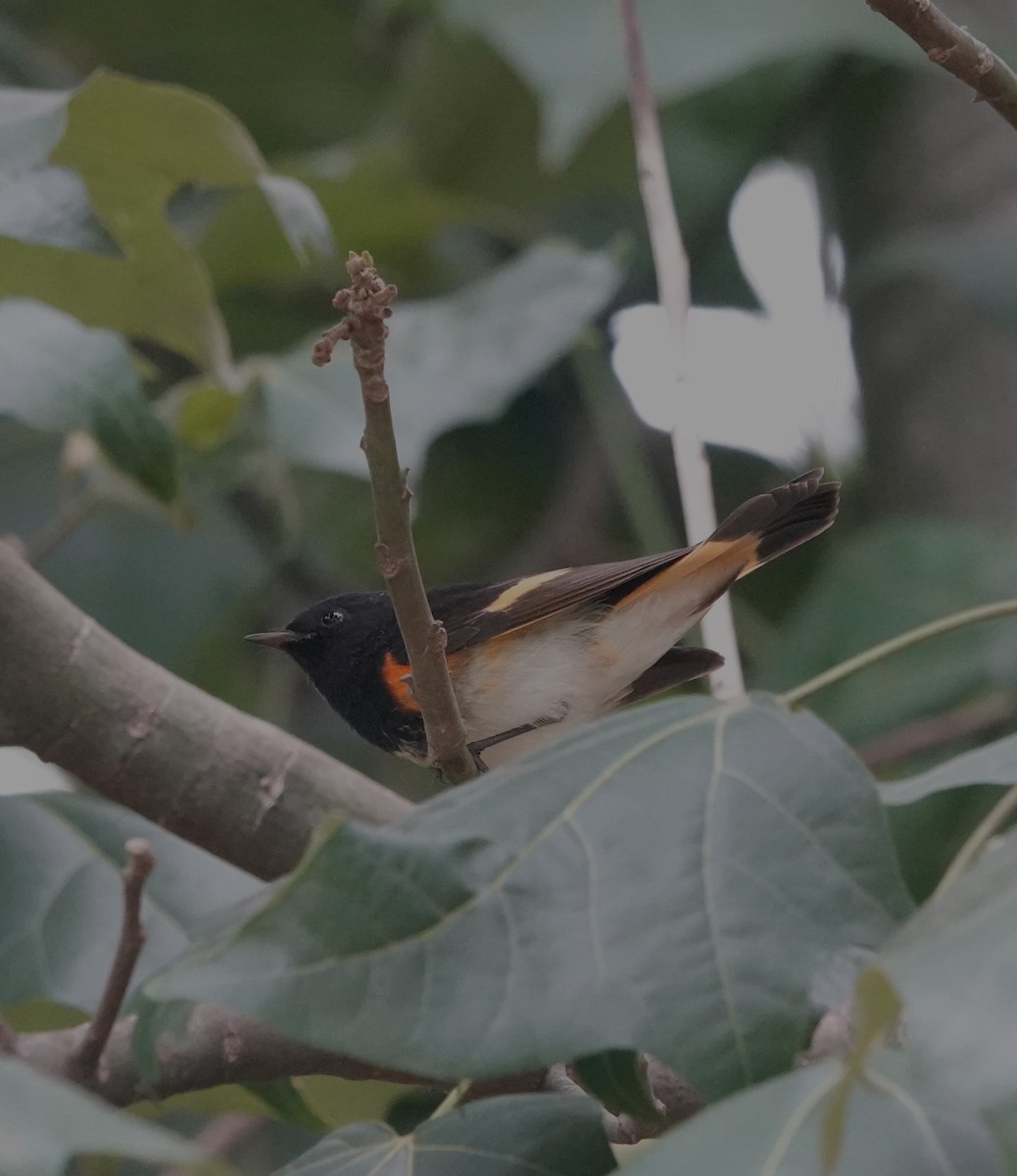 Горихвостковая древесница - ML647101141