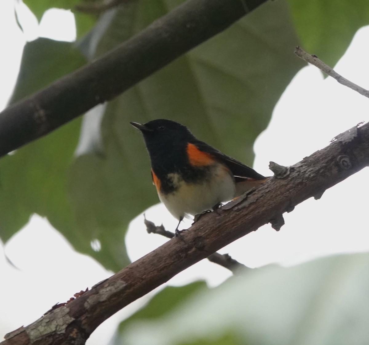 Горихвостковая древесница - ML647101142