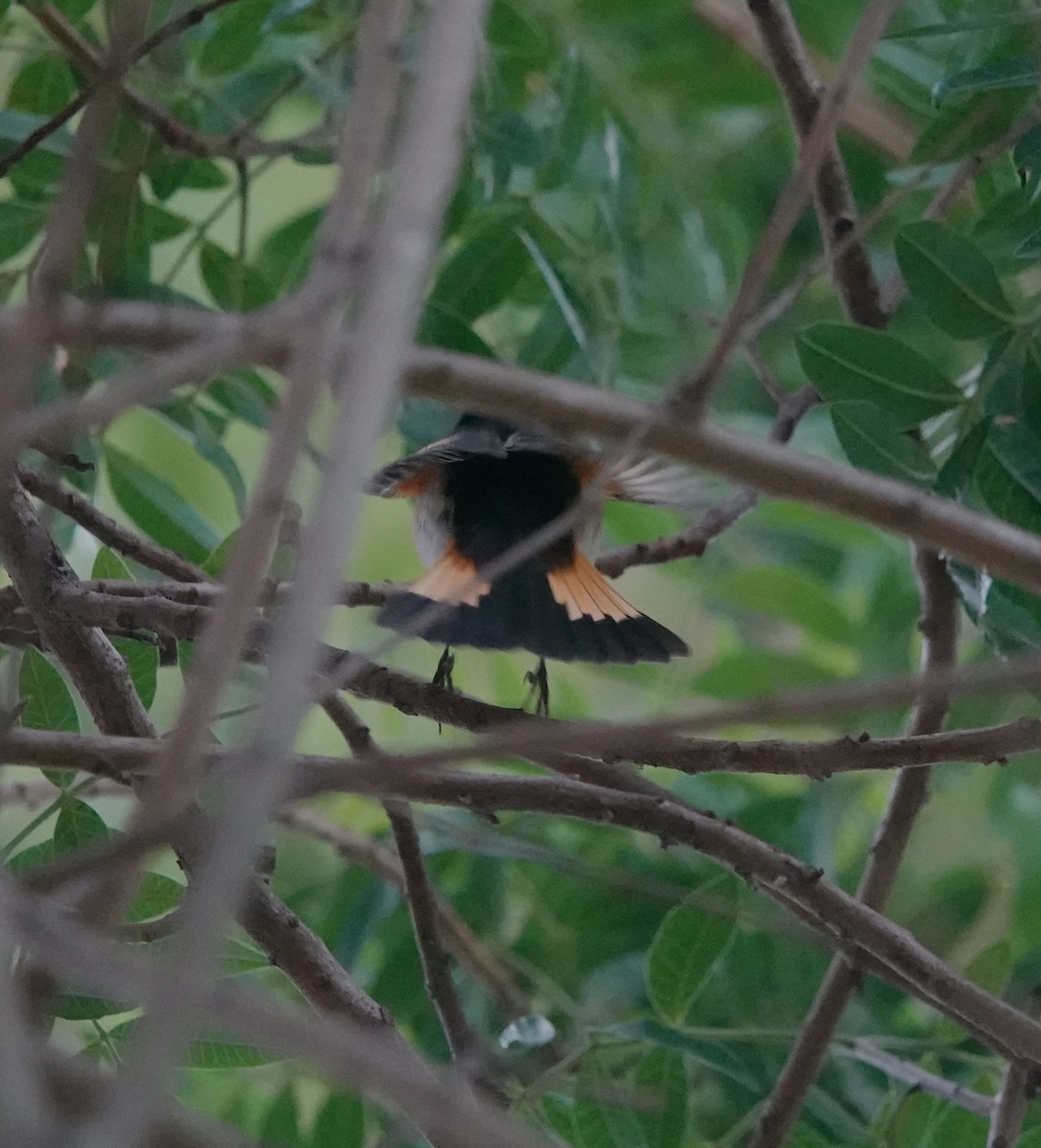 Горихвостковая древесница - ML647101143