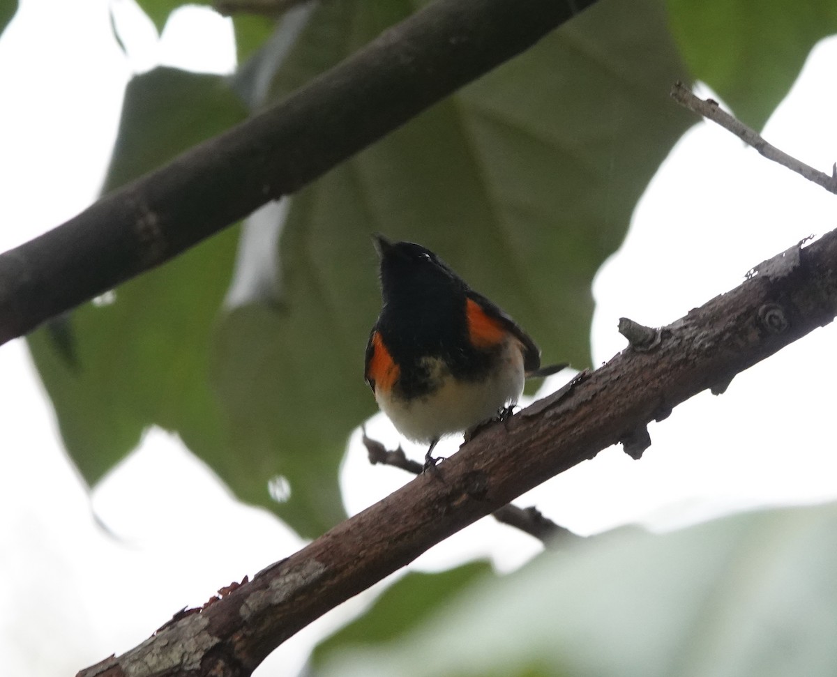 Горихвостковая древесница - ML647101144