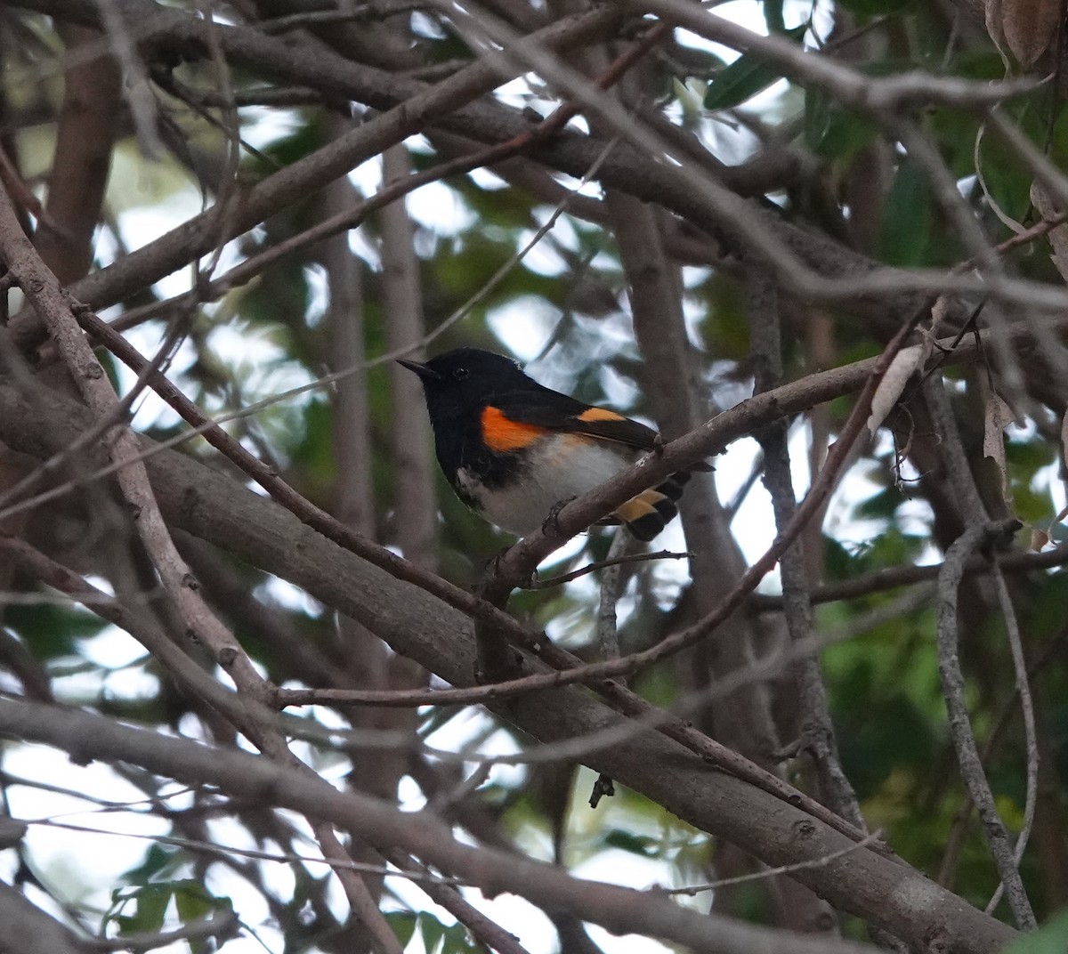 Горихвостковая древесница - ML647101145