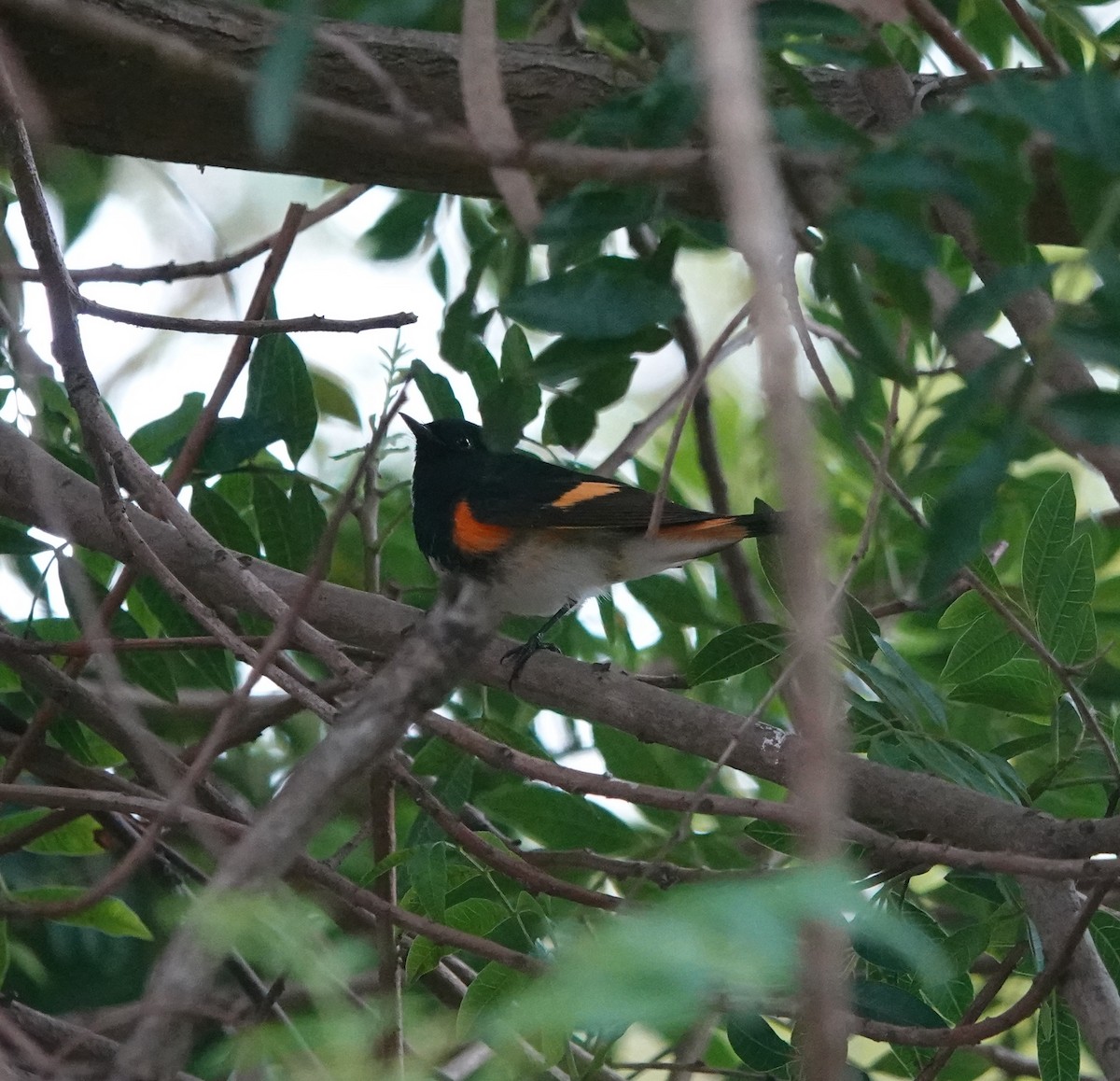 Горихвостковая древесница - ML647101146