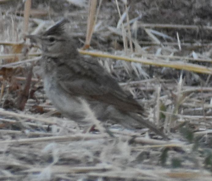 Crested Lark - ML647101148