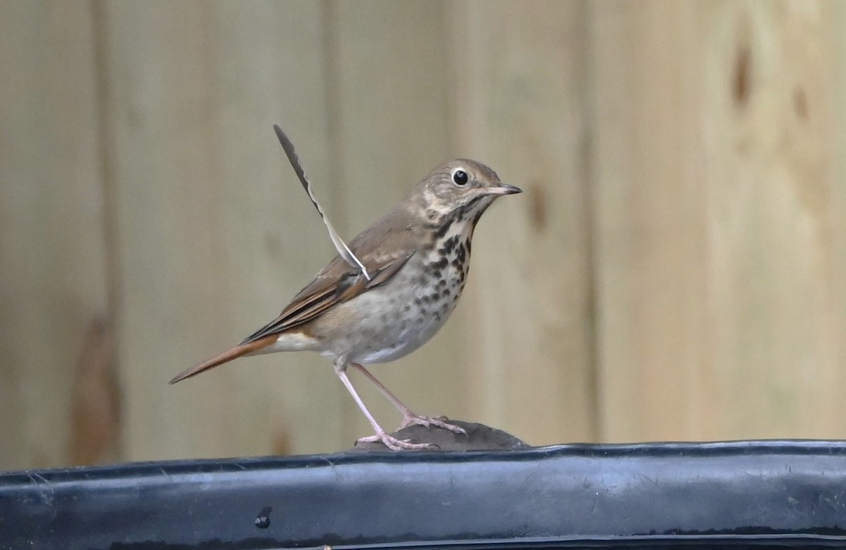 Hermit Thrush - ML647101163