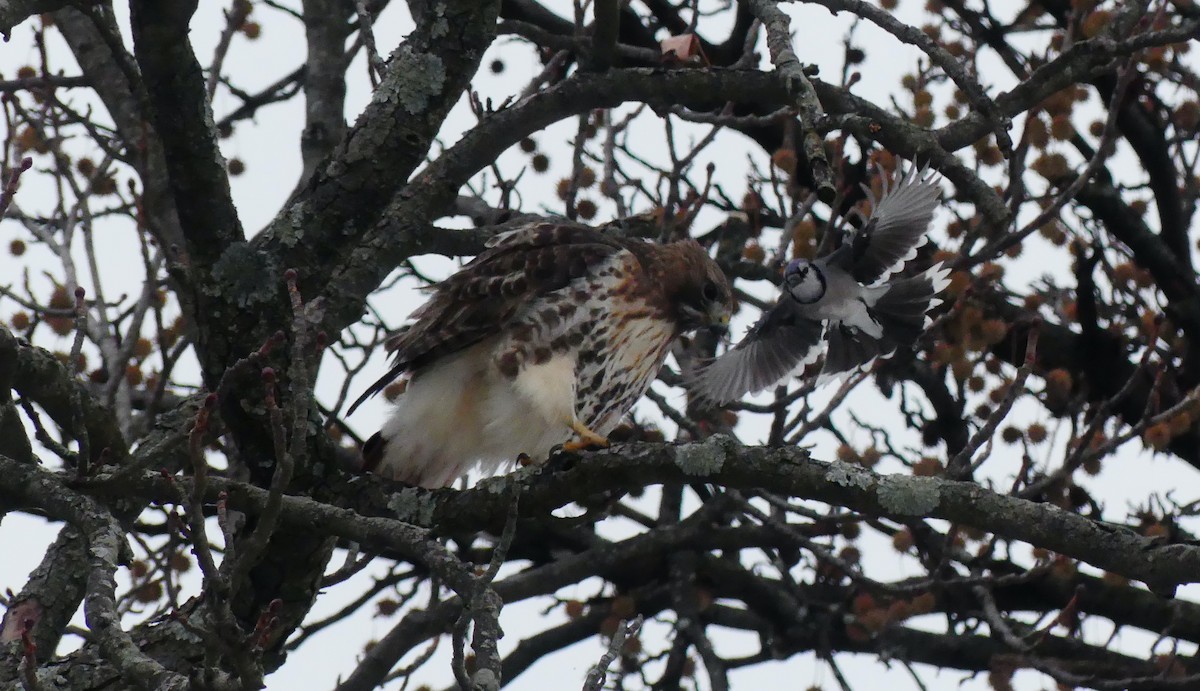 Chara Azul - ML647101170