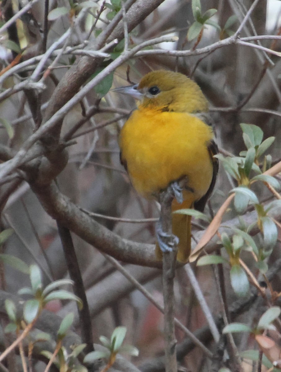 Baltimoretrupial - ML647101171