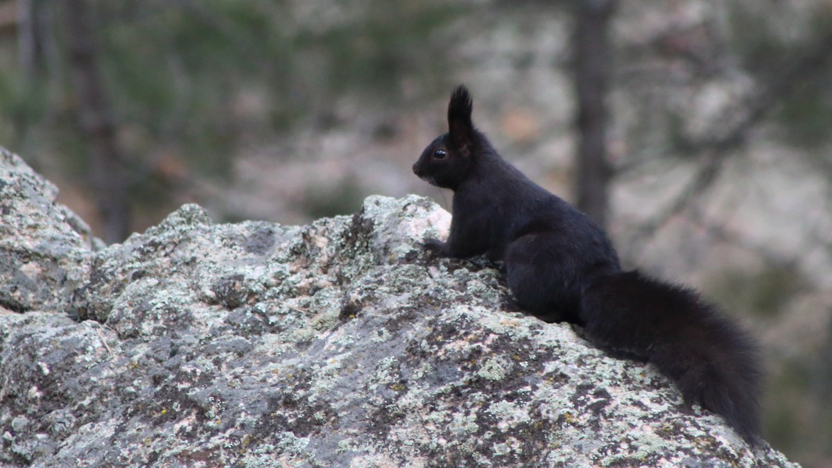 Aberthörnchen - ML647101172