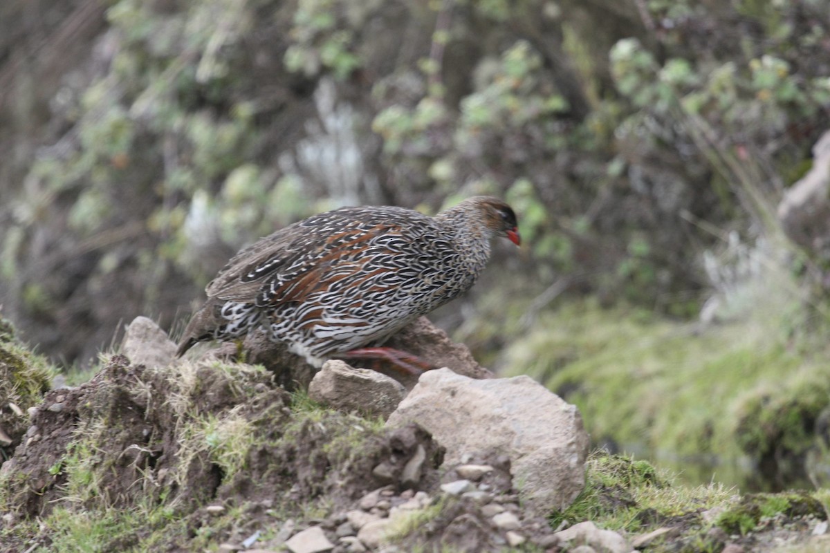 Chestnut-naped Spurfowl (Northern) - ML647101174