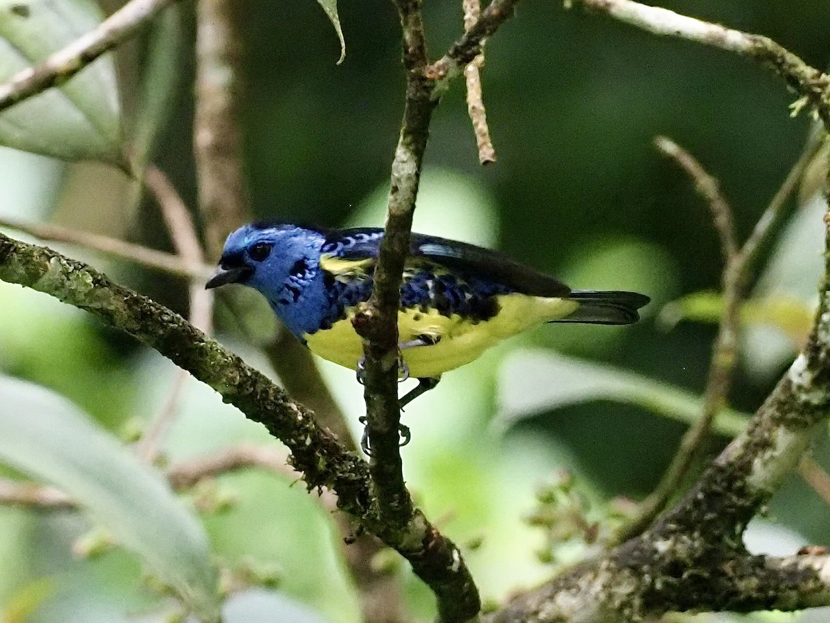 Turquoise Tanager - ML647101184