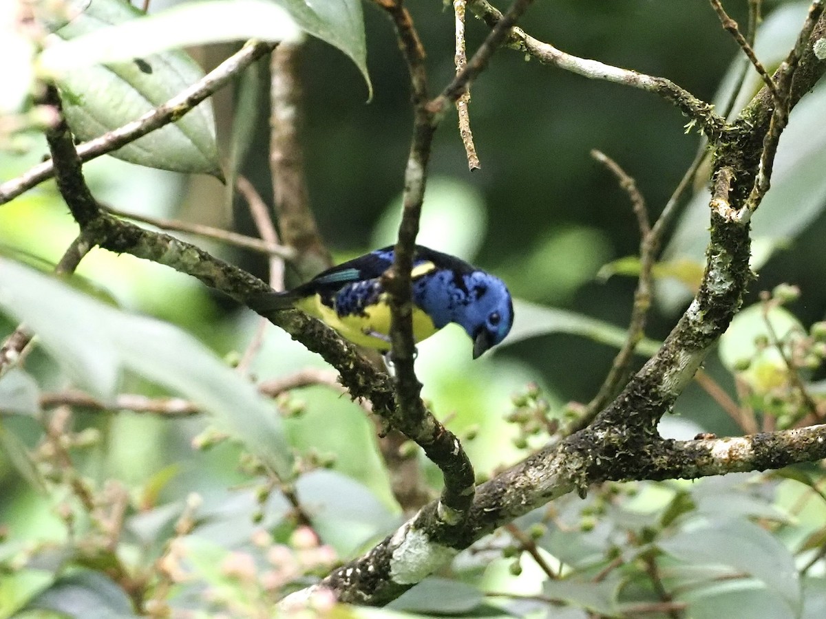 Turquoise Tanager - ML647101185