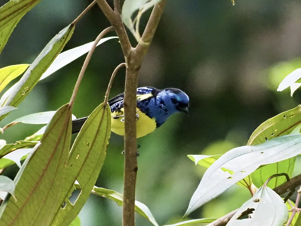 Turquoise Tanager - ML647101186