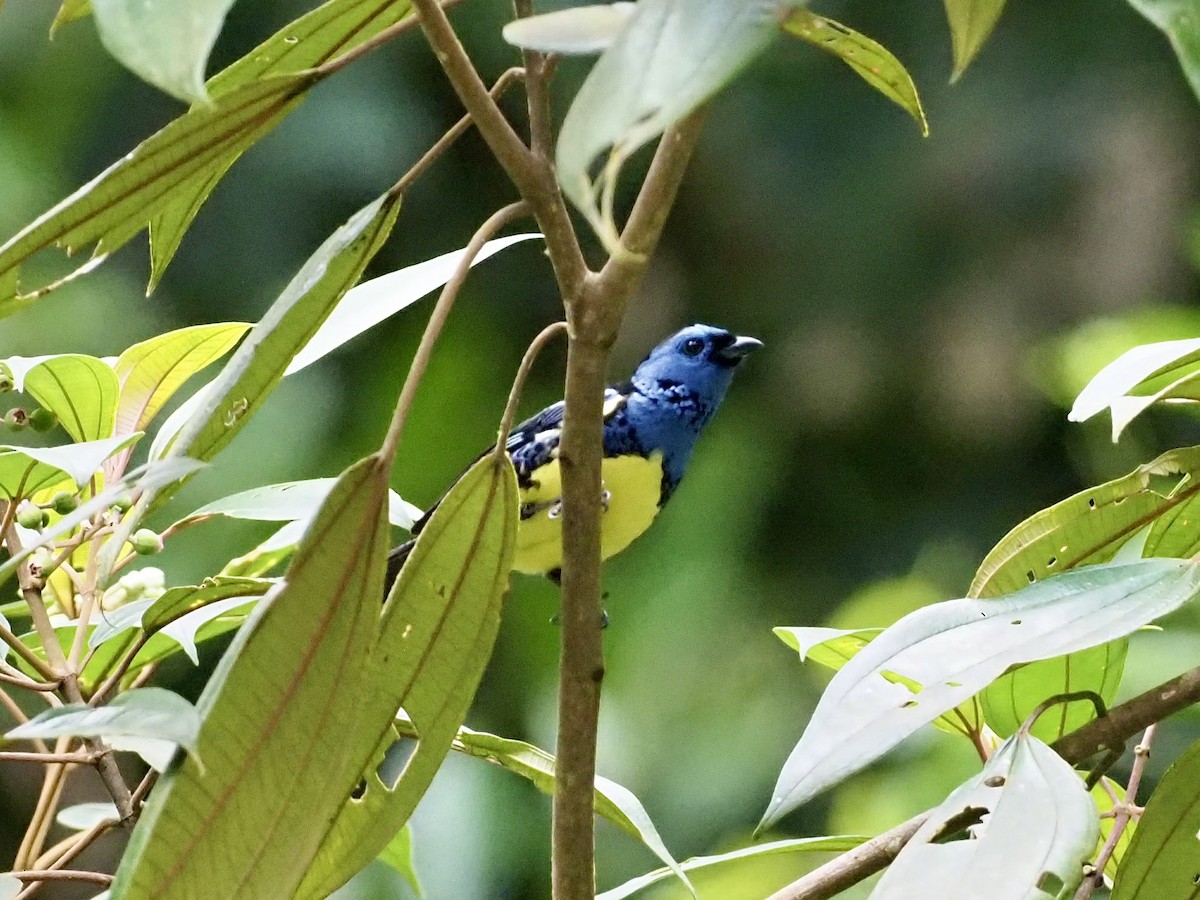 Turquoise Tanager - ML647101187
